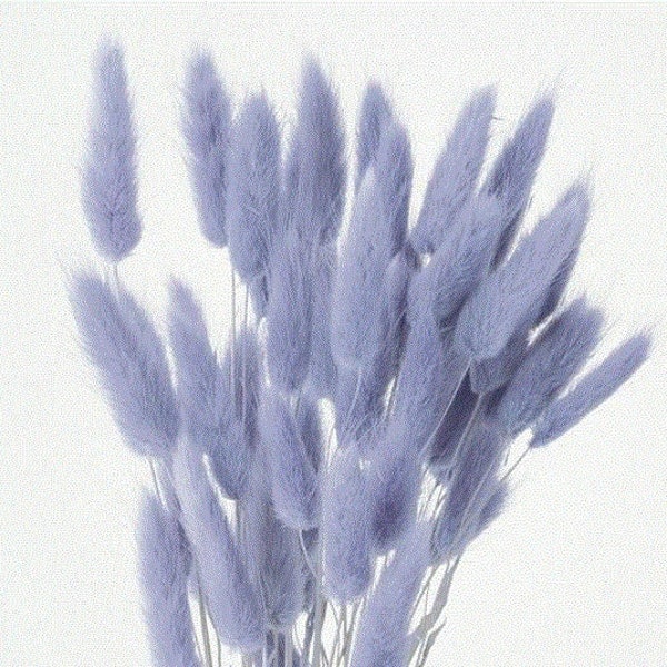 Engle Purple /  Lagurus  for a sparkling floral arrangement,, Home Décor, Wedding Décor, Dried Flowers, Vase arrangements