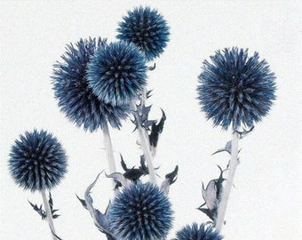 Purple Echinops Ritro , Dried flowers for home décor, Wedding décor, DIY Floral arrangements, Bud Vase arrangements