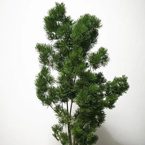 Preserved Japanese Ming Fern in Green Color, Preserved Leaves Pack, DIY Floral Arrangement, DIY Home Décor, Vase Bouquet