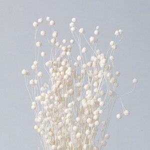 Flax Rin Flower in Off-White,  Natural Dried Flower Interior Pre-Presa Flower, DYI floral Arrangements.