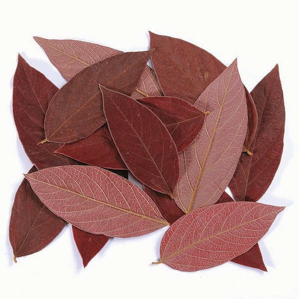 Preserved Velvet Leaf in Red , Wholesale Foliage , DIY Floral Arrangements, DIY Home Décor, Dried Vase Bouquet