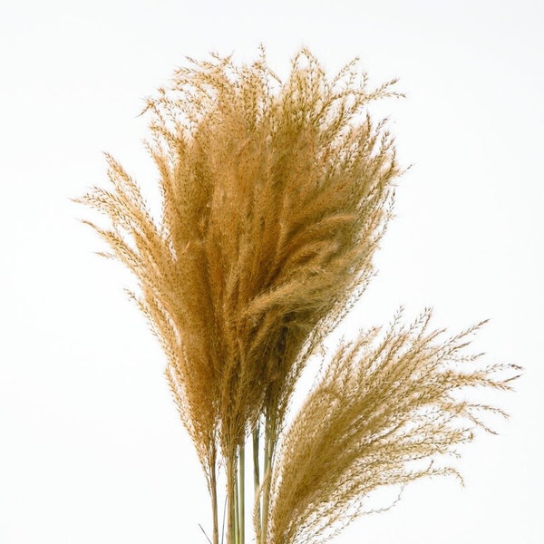 Natural Beige / Mini Japanese Soft  Pampas Grass,  DIY Floral Arrangements, DIY Home Décor, Dried Vase Bouquet, Wedding Décor