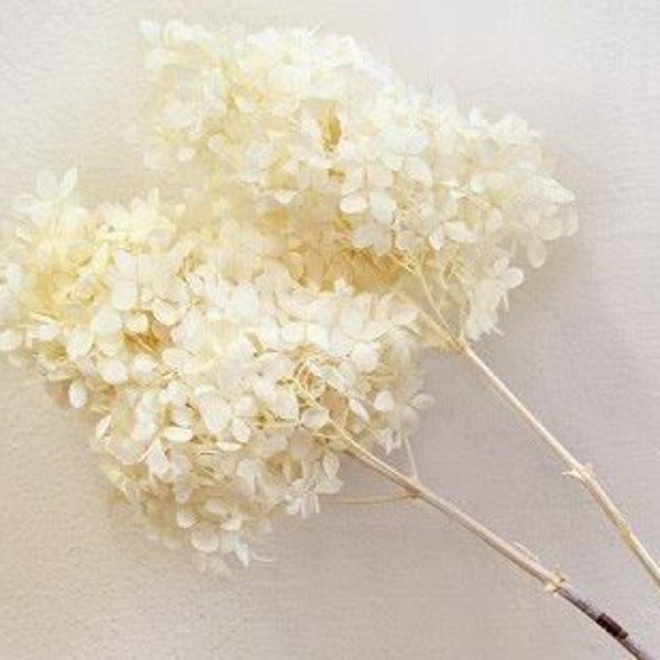 Off-White / Peegee Hydrangea w/Stems, High-Quality Home décor Flowers, Wholesale Flowers for DIY Floral Arrangements,