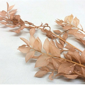 Pink Beige / Preserved Ruscus Pack, Wholesale Foliage , DIY Floral Arrangements, DIY Home Décor, Dried Vase Bouquet image 3