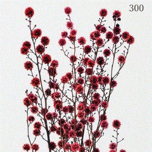 Red / Starlinger Dried Natural Material Natural Dried Flower Interior Pre-Presa Flower, DYI floral Arrangements.