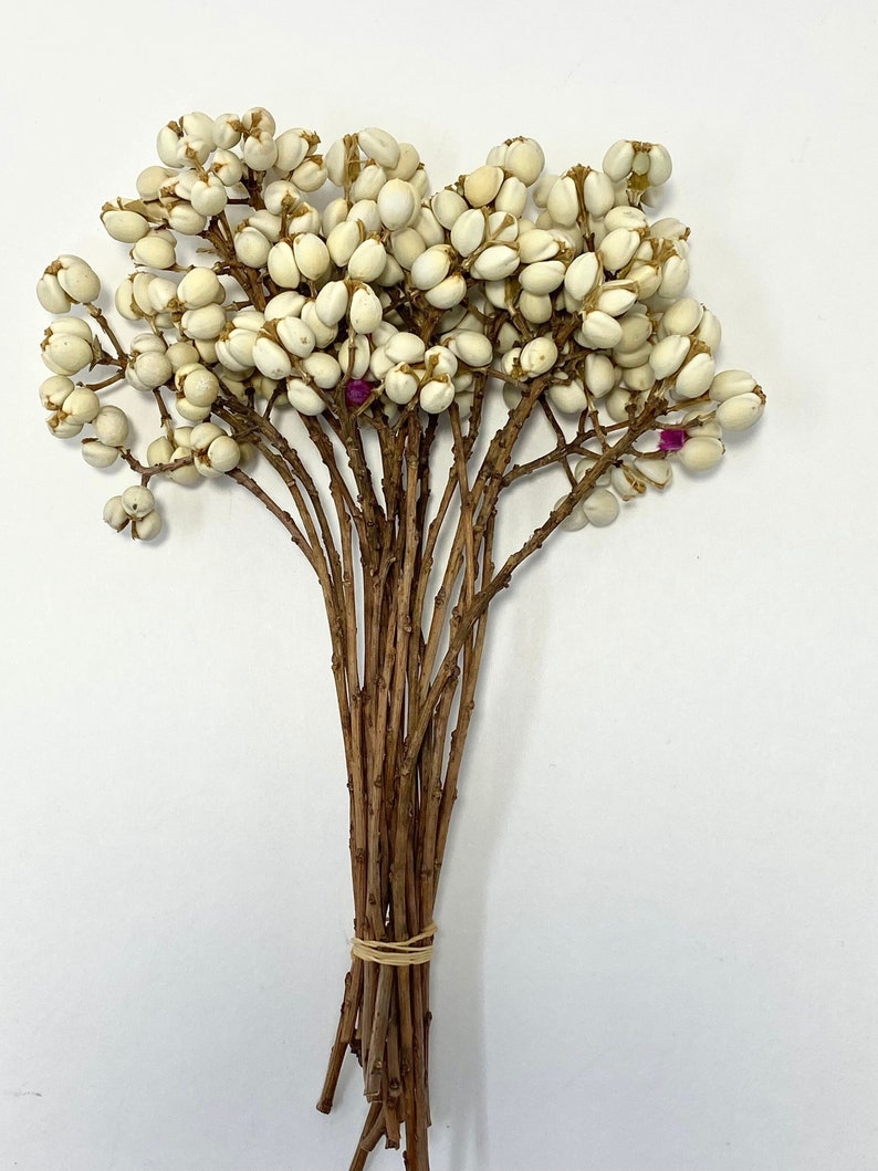 Natural Dried Chinese Tallow Tree, ideal for home décor. making bouquets and arrangements. image 1