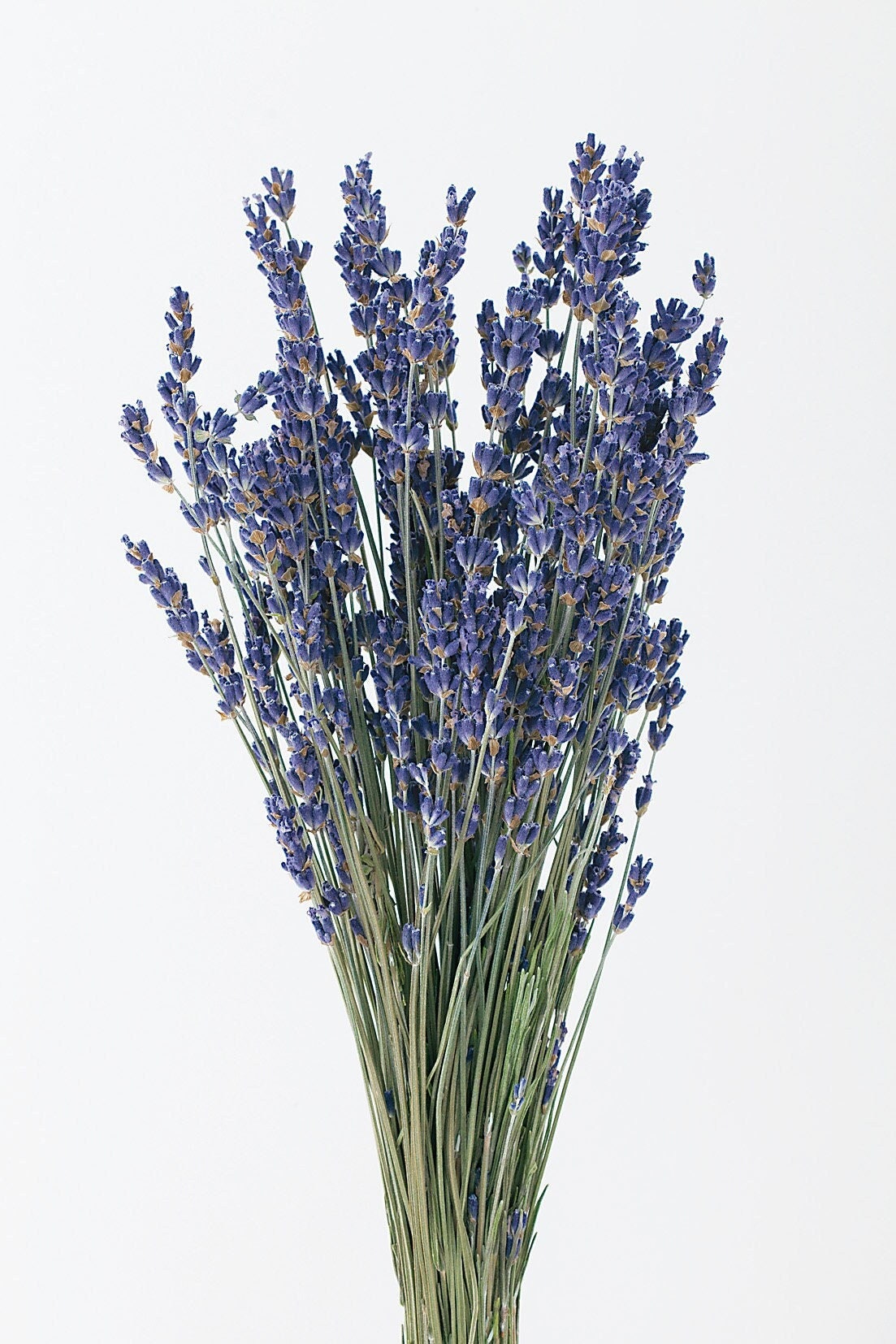 White Vase with Lavander on Mirror and Stoun Wall Background. Colorful  Summer Bouquet of Purple Lavender and Dried Flowers Stock Photo - Image of  decor, board: 265439790