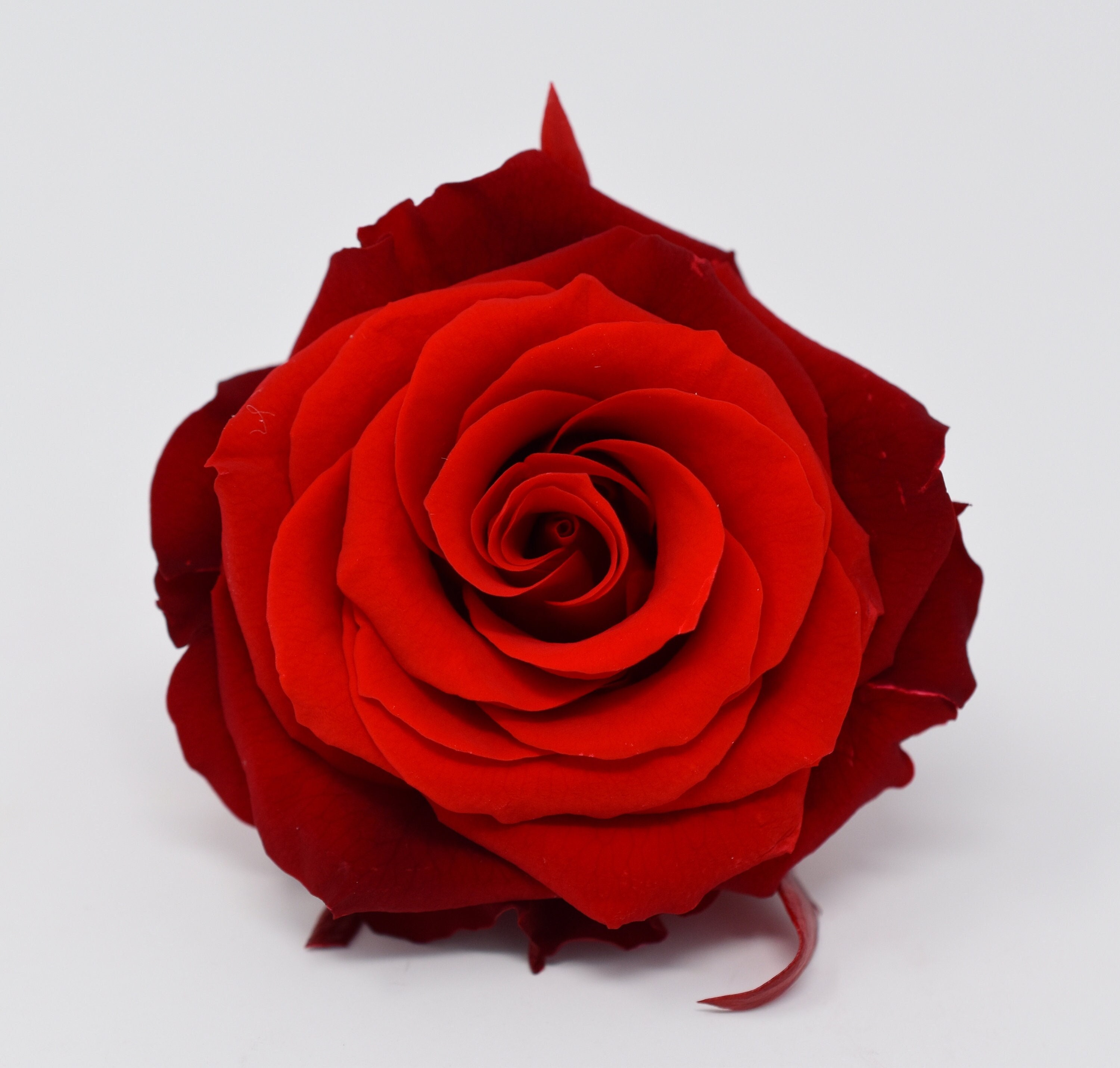 Price Reduced / Susie Rose Buds Preserved Rose in Bridal Pink Color, Floral  Arrangements, Wedding Roses, Rose Gift, Home Decor 