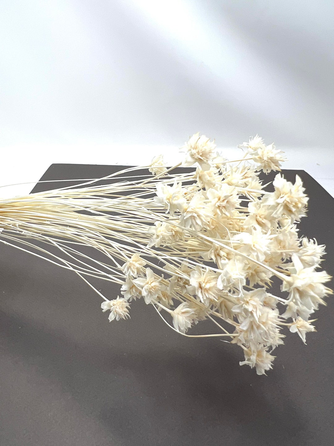 Mini Cornflower off White Dried Flower, Wholesale Foliage, DIY Floral