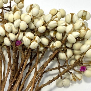 Natural Dried Chinese Tallow Tree, ideal for home décor. making bouquets and arrangements. image 2