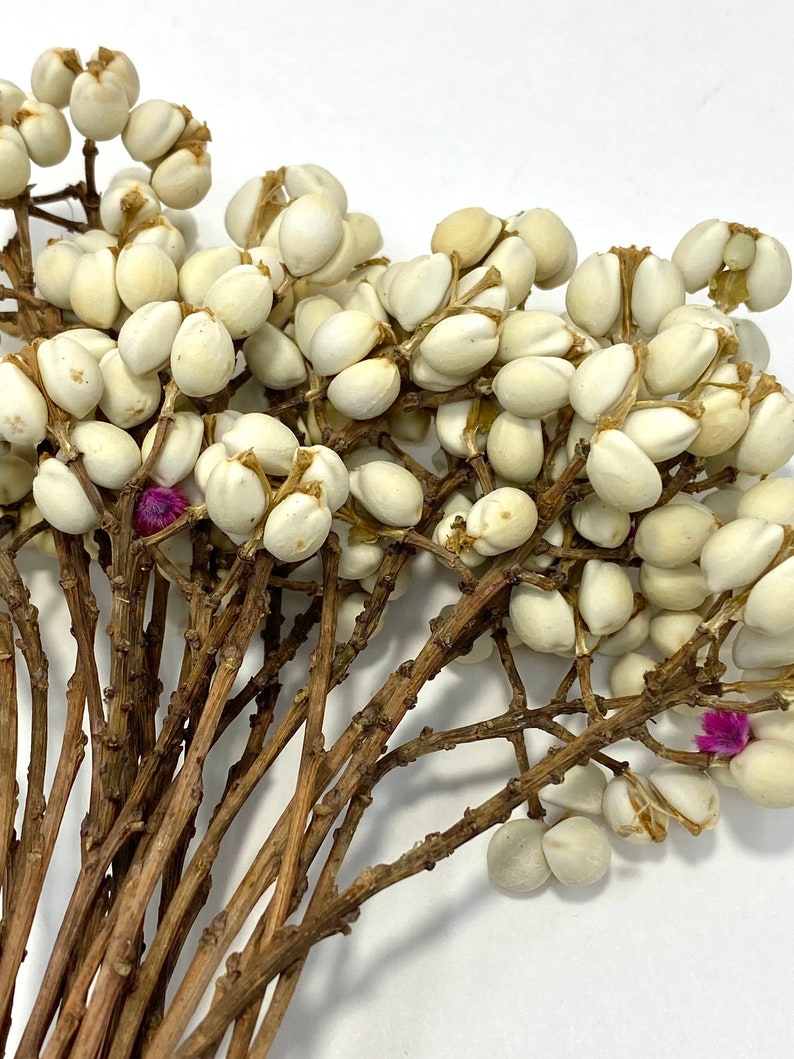 Natural Dried Chinese Tallow Tree, ideal for home décor. making bouquets and arrangements. image 2