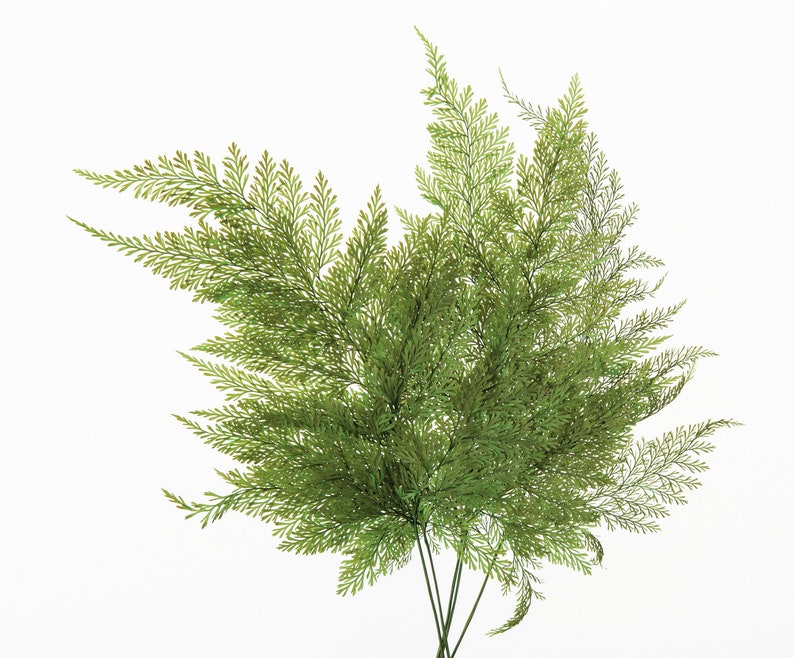 Tabalia Fern Leaf, Preserved Leaves Pack, Wholesale Foliage, DIY Floral Arrangements, DIY Home Decor, Dried Vase Bouquet image 8