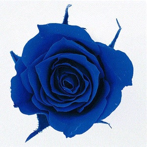 Indigo Blue / Japanese Rose Izumi Fleurs , Eternal Roses, Perfect as DIY Floral Arrangements, Home Décor, Rose Gift, Wedding Roses