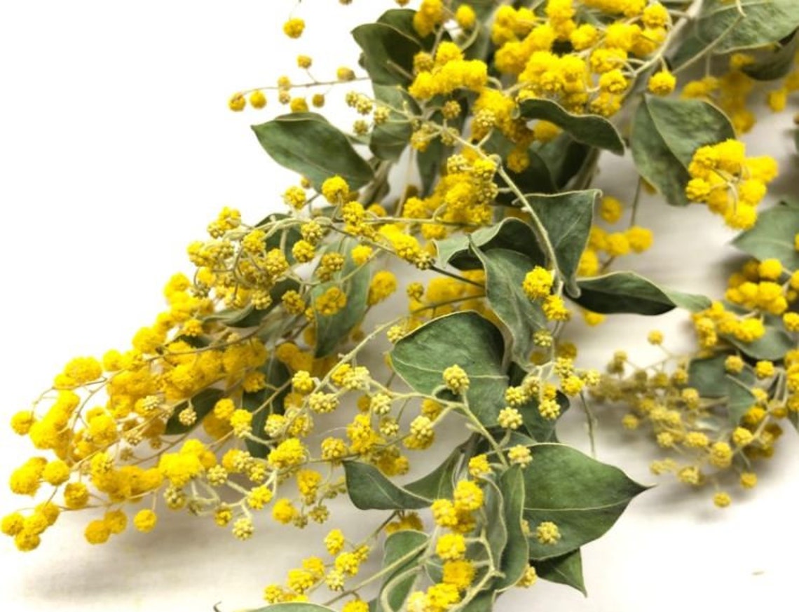 Mimosa Denis Boden Yellow Green Dried Flowers/wedding Flowers Etsy