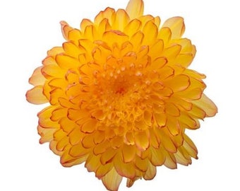 Mum Kogiku Hanario in  Yellow/Red  color, Perfect as Home Décor, DIY Flowers, Gift