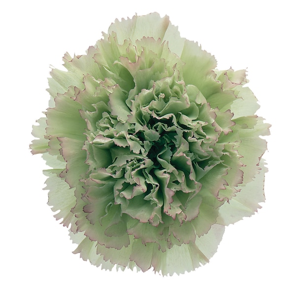 Green Carnations Etsy