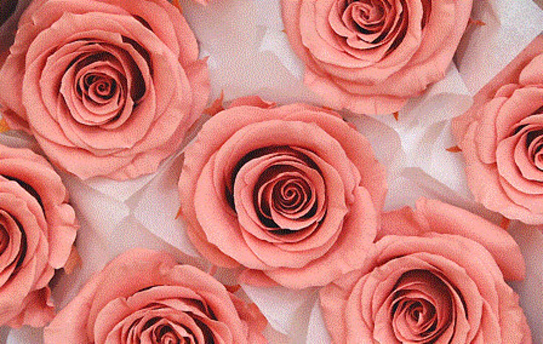 Medium Roses in Bon Bon Pink Japanese Preserved, Perfect as DIY Floral