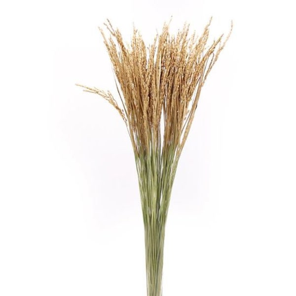 Ear of Rice with Gold/Natural, Wholesale Foliage,DIY Floral Arrangements, Home Decor,Vase Bouquet