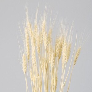 Off White / Triticum in bundles are beautiful, long stemmed light ,DIY Floral Arrangements, DIY Home Décor, Dried Bouquet