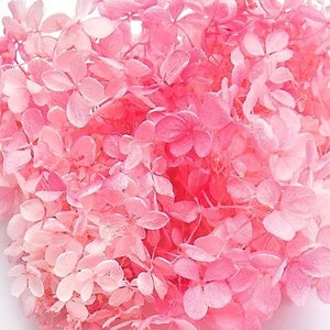 Pink Rose  Peegee Hydrangea (Gradation), Wholesale Flowers for DIY Floral Arrangements, High-Quality Home decor Flowers,