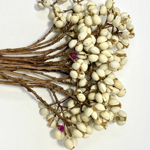 Natural Dried Chinese Tallow Tree, ideal for home décor. making bouquets and arrangements. image 9