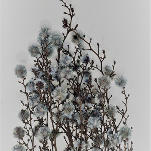Water Blue / Starlinger color  Dried Natural Material  Flower Interior Pre-Presa Flower, DYI floral Arrangements.