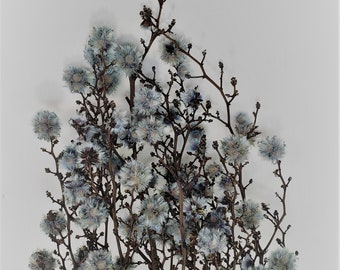 Water Blue / Starlinger color  Dried Natural Material  Flower Interior Pre-Presa Flower, DYI floral Arrangements.