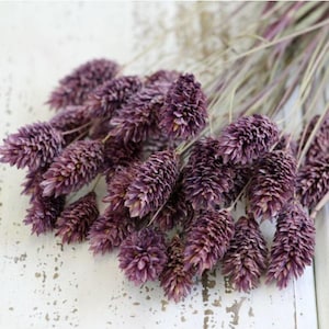 Phalaris in Classic Purple , DIY Floral Arrangements, DIY Home Décor, Floral Vase Arrangements