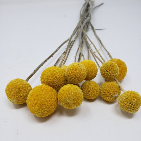 Billy Buttons Natural Dried Foliage Stems, , DIY Floral Arrangements, DIY Home Décor, Floral Vase Arrangements