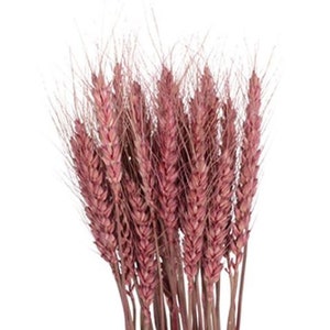 Natural Pink / Triticum in bundles are beautiful, long stemmed light ,DIY Floral Arrangements, DIY Home Décor, Dried Bouquet