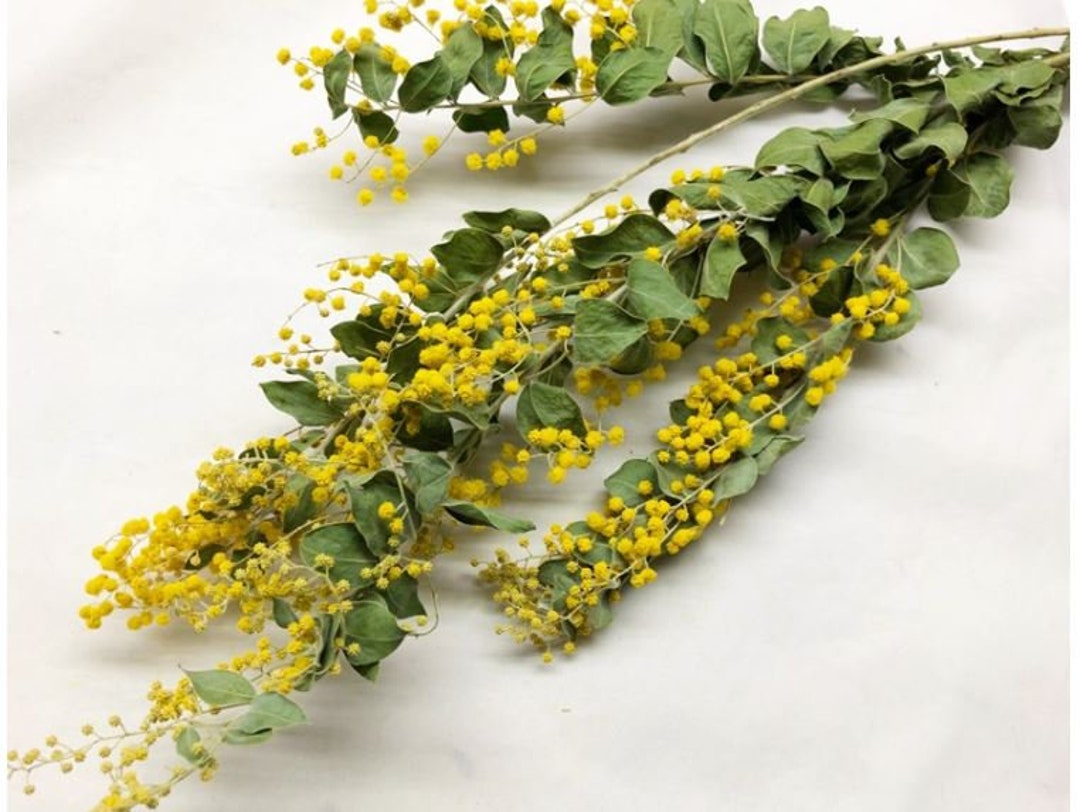 Mimosa Denis Boden Yellow Green Dried Flowers/wedding Flowers Décor Flower Arrangements/diy
