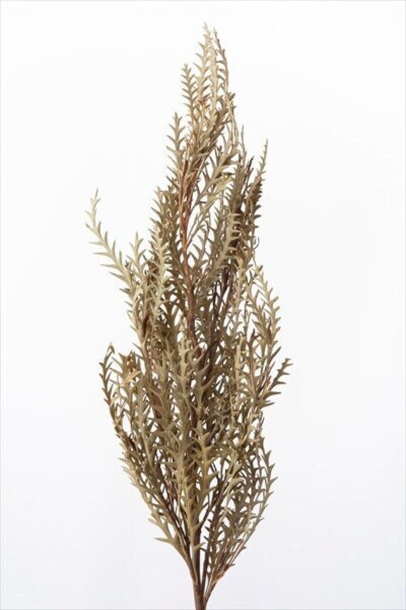 Natural Grevillea Ivanhoe Preserved Leaves Pack Wholesale Etsy