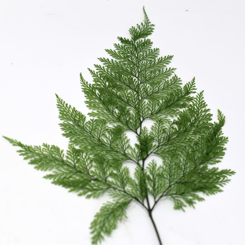 Tabalia Fern Leaf, Preserved Leaves Pack, Wholesale Foliage, DIY Floral Arrangements, DIY Home Decor, Dried Vase Bouquet image 2