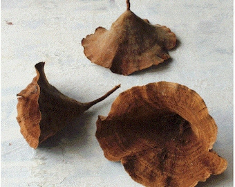 Dried Funnel mushroom in Natural Color. Perfect for swags and bridal bouquets.