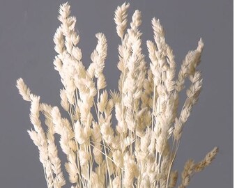 Orchard  Grass in Off-White .The large, loose ears are now off-white, making it easier to use. Perfect for swags and bridal bouquets.