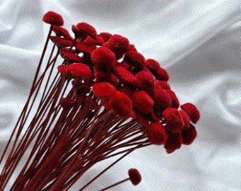 Button Flower in Cherry Red, It is a dried flower with a unique shape like a button  flower.  DYI floral Arrangements.
