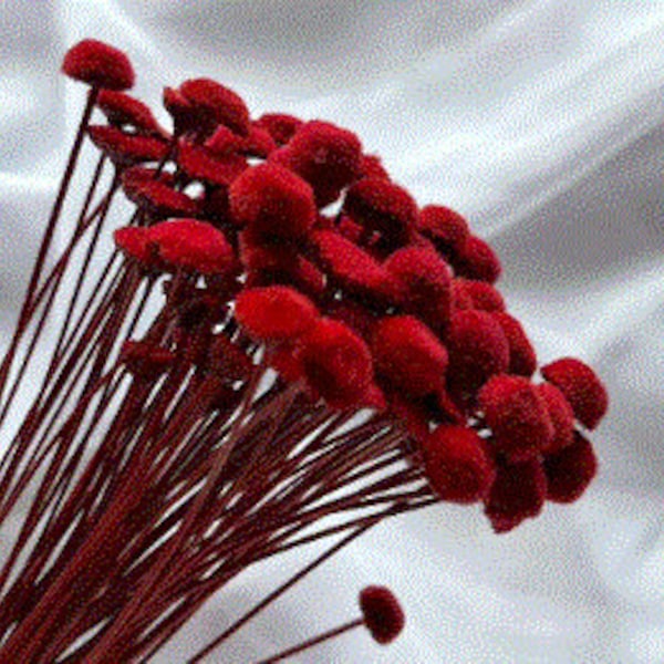 Button Flower in Cherry Red, It is a dried flower with a unique shape like a button  flower.  DYI floral Arrangements.