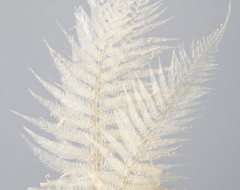 Dragon Fern Leaf in Off White Color, Dried Leaves Pack, Wholesale Foliage, DIY Floral Arrangement, DIY Home Décor, Vase Bouquet