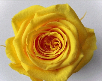 Rose Sara - Preserved Roses in Mimosa Yellow color, Preserved Roses, Arrangements, Wedding Roses, Rose Gifts, and Home Decor.