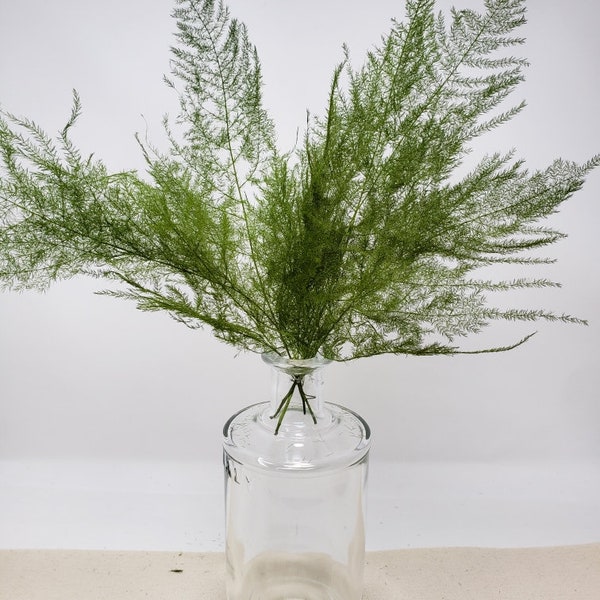 Asparagus Short  Fern Leaf in Green , Preserved Leaves Pack, DIY Floral Arrangement, DIY Home Décor, Vase Bouquet
