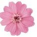 see more listings in the Premium Preserve Rose section