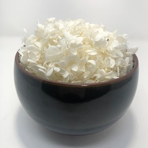 Preserved  Peegee Hydrangea in Off White color, High-Quality Home décor Flowers, and Flowers for DIY Floral Arrangements.