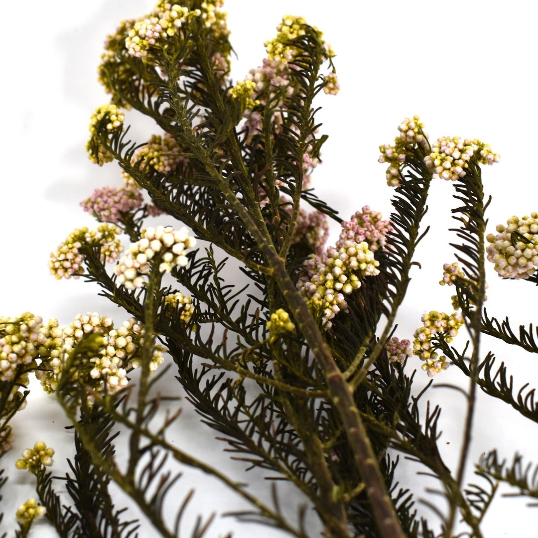 Pink Riceflower Stems Dried Flower, Wholesale Foliage, DIY Floral