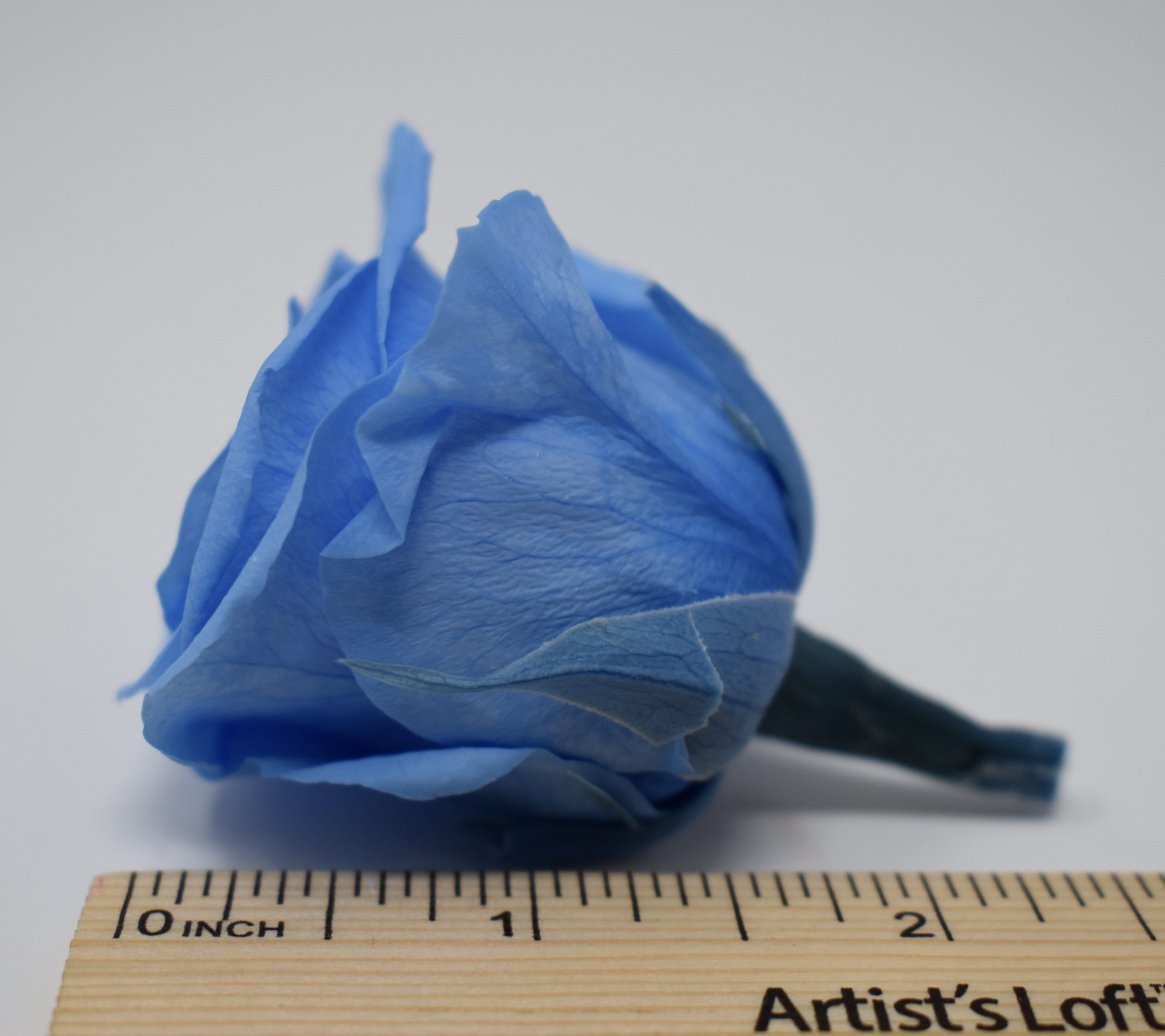 Soda Blue Preserved Flower Rose Kanon M