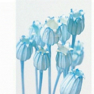 Blue / Florentiner Flower, It is a dried flower of cornflower with a unique shape like a flower.  DYI floral Arrangements.