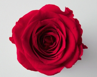 Rose Sara - Preserved Roses in Queen Red color, Preserved Roses, Arrangements, Wedding Roses, Rose Gifts, and Home Decor.