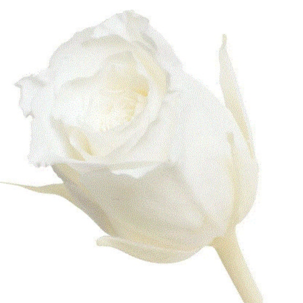 PRICE REDUCED / Japanese Vivian Preserved Rose Pure White, Roses Wholesale, Perfect as DIY Floral Arrangements, Rose Gift.
