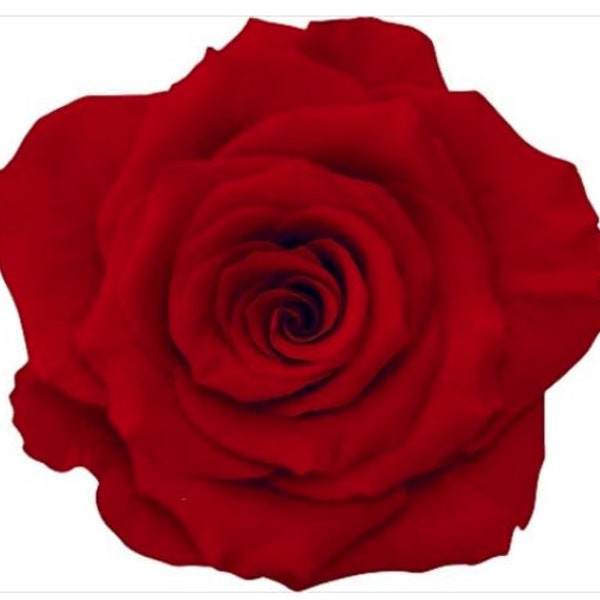 PRICE REDUCED - X-Large Preserved Rose Fleurs, Red Eternal Roses, Wedding Roses, Perfect as DIY Floral Arrangements, Rose Gift