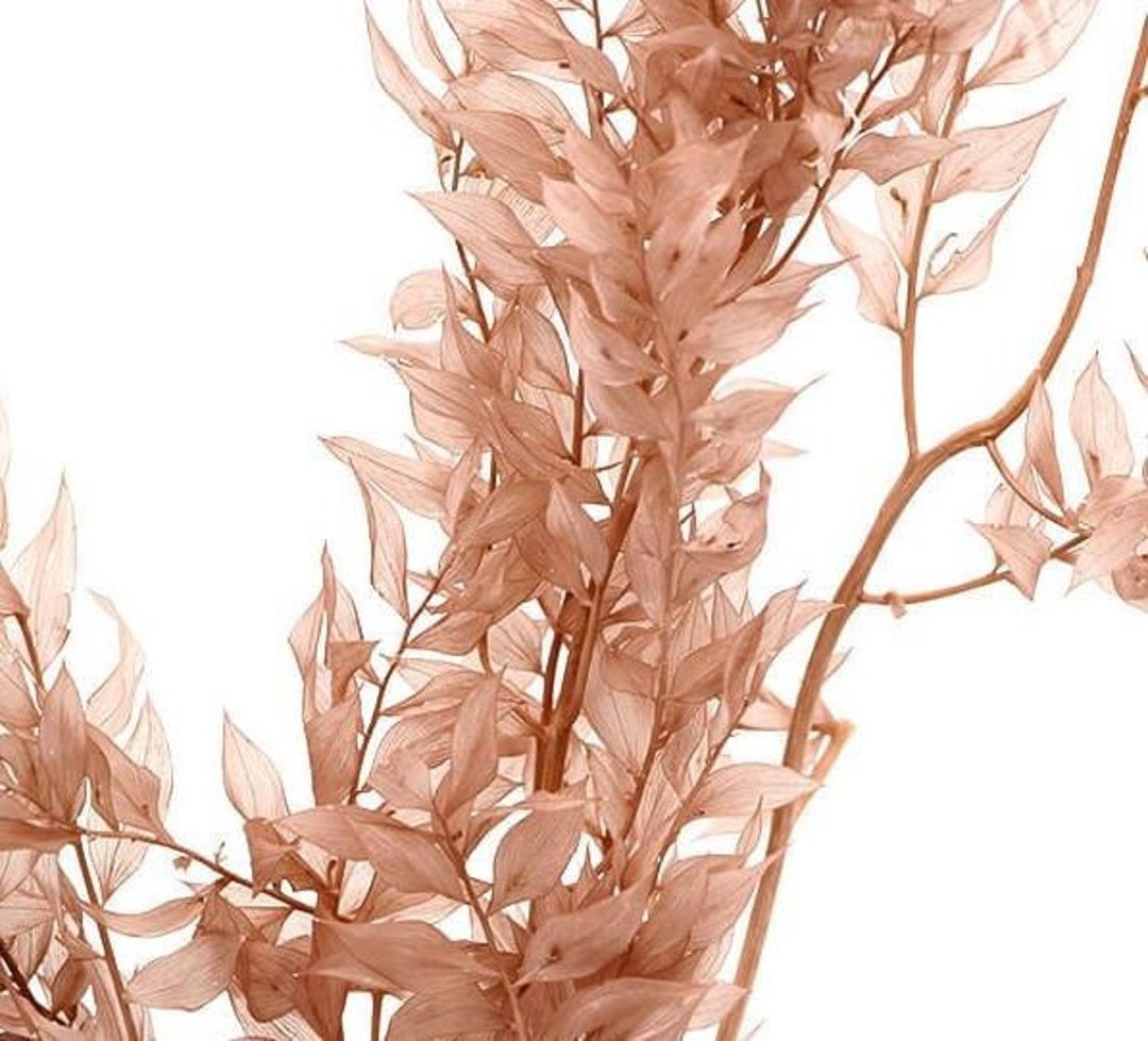 Ruscus Rosa Paquete de ruscus rosa y beige preservado, follaje al por mayor ...