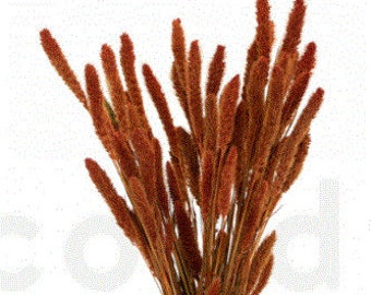 Setaria Grass in Orange in large ears, making it easier to use. Perfect for swags and bridal bouquets.